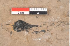 Foto (Detailansicht) von Araucaria sternbergii Goeppert (NHMW-GEO-2024-0188-8274)